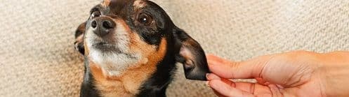 Imagem do post Seja um Guardião de Pet: Junte-se a PetHost e faça render sua afetividade