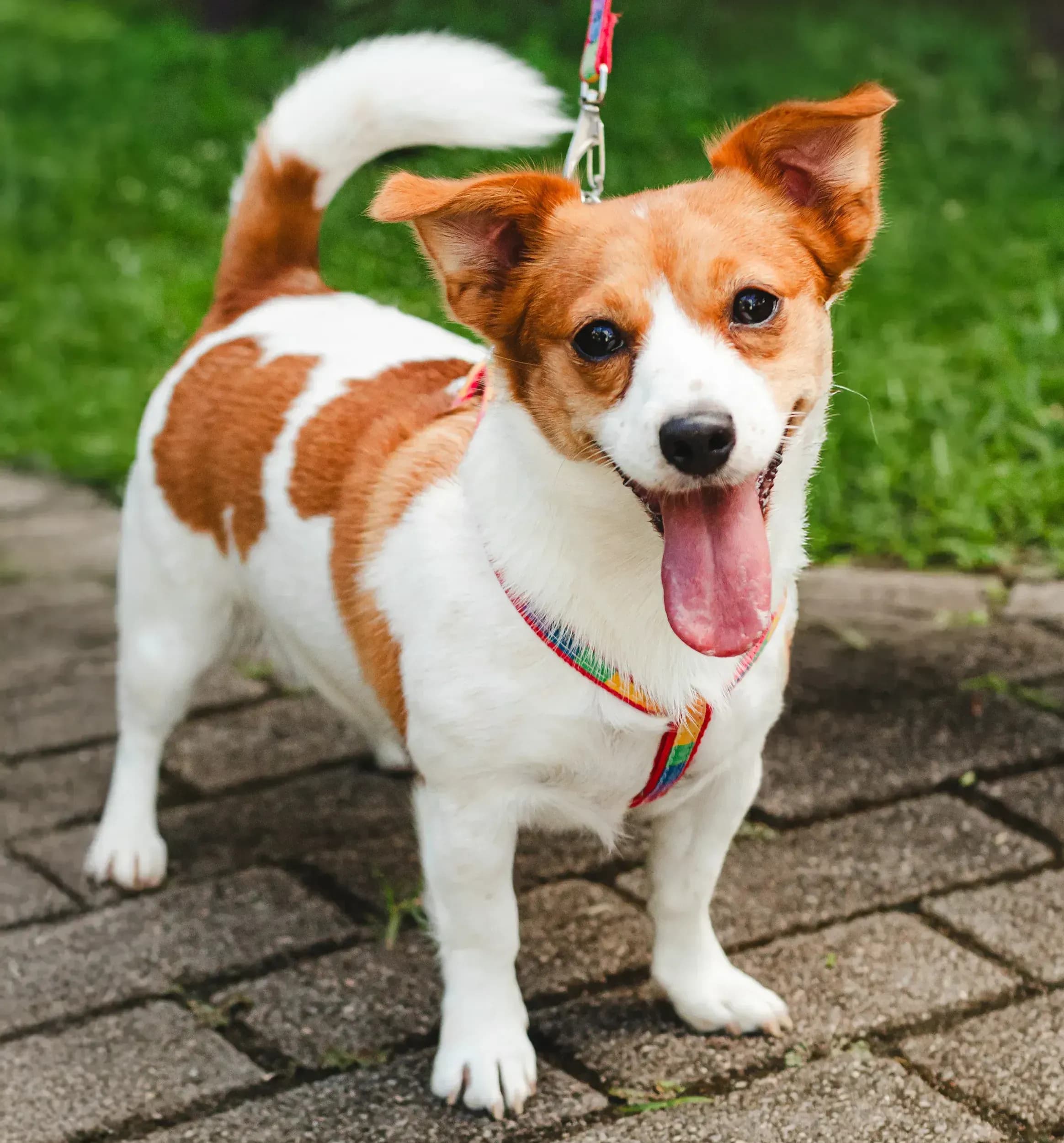 Onde deixar meu cachorro com cuidado durante uma viagem ?