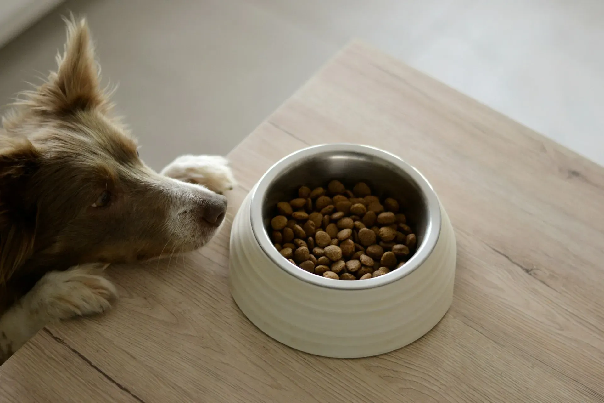 Comparação entre alimentos industrializados e caseiros para pets: qual a melhor escolha ?
