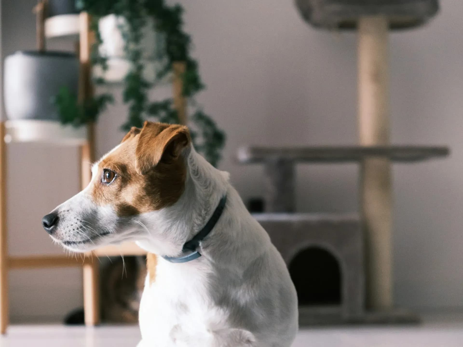 Atividades ao Ar Livre com Pets