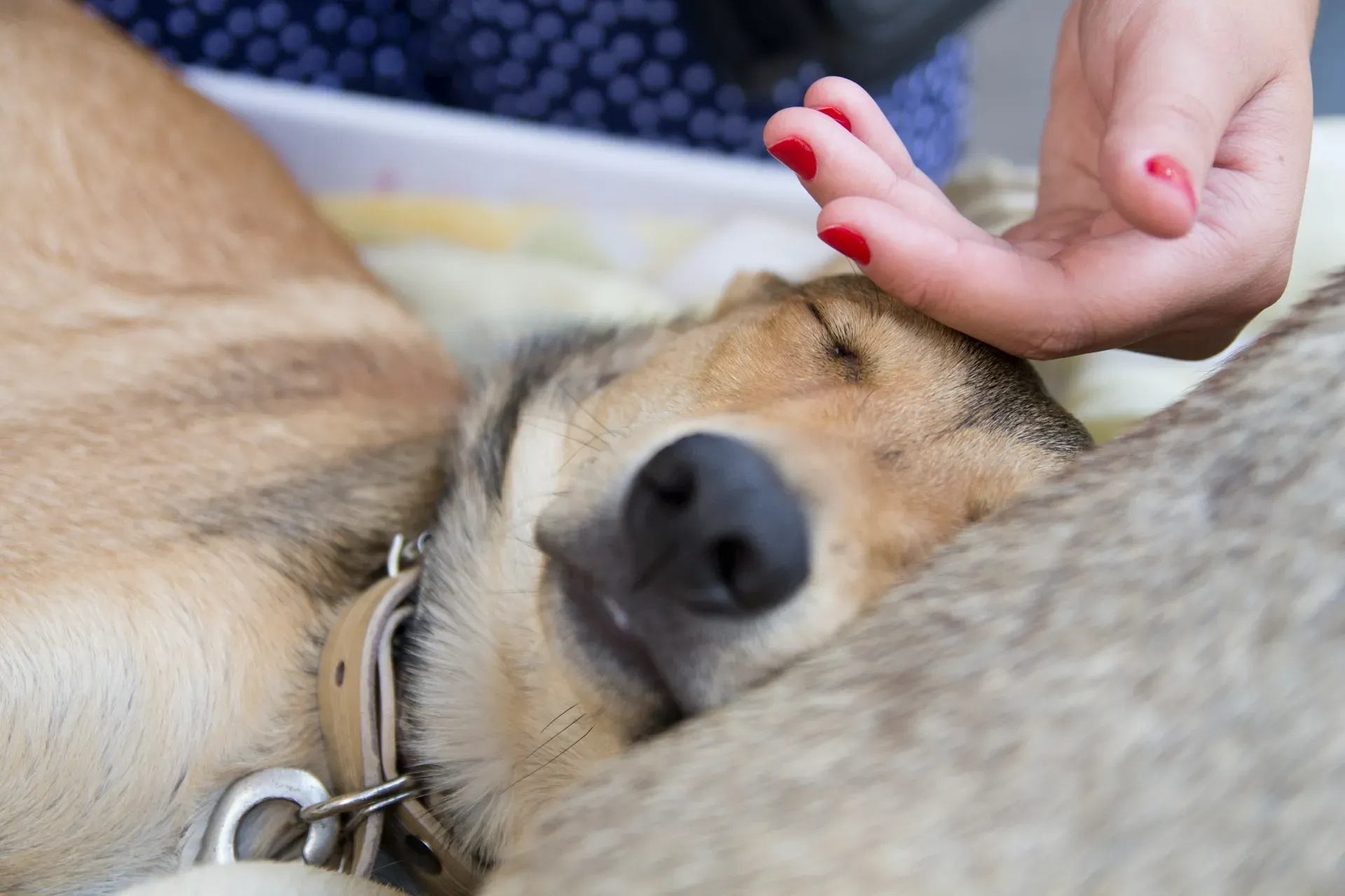 Primeiros Socorros para Pets, o que você precisa saber em casos de emergência