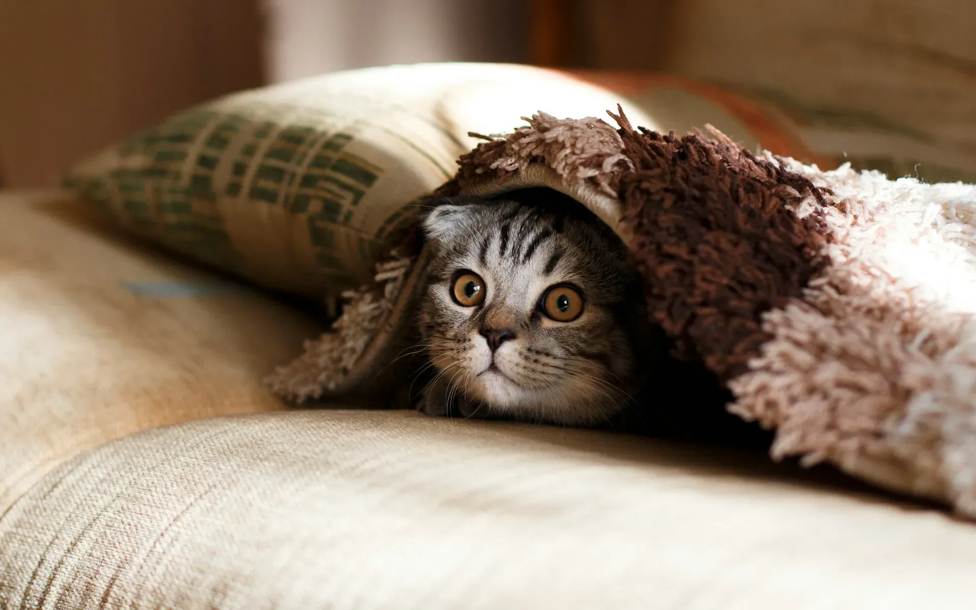 Gatos Famosos da História e da Internet: Conheça os Felinos Mais Icônicos